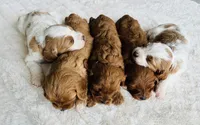 Skye, a female Cavapoo for sale in Auburn, KY – 6 of 6