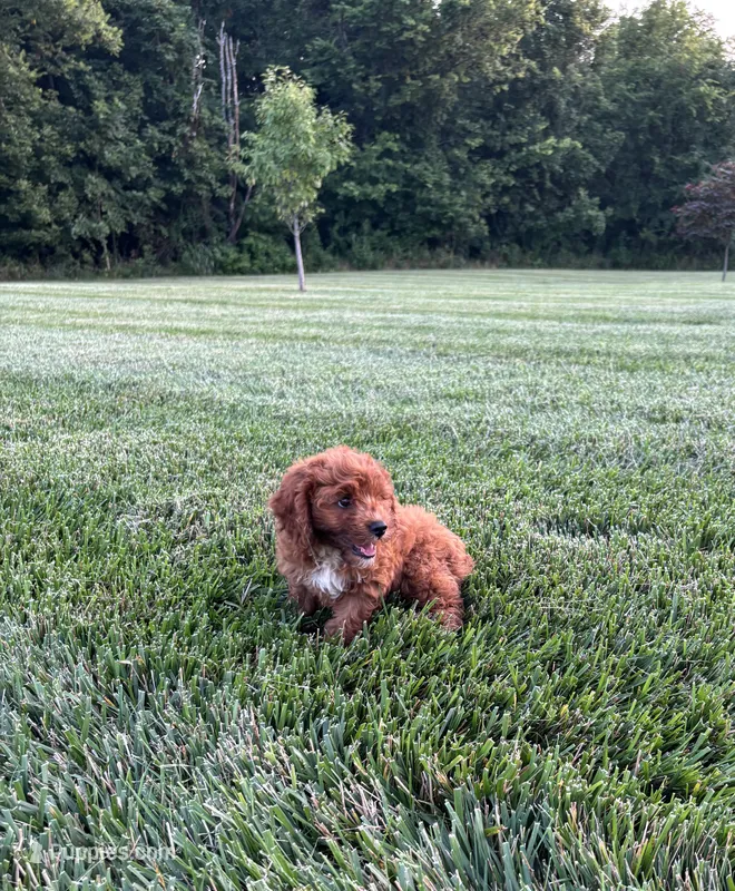 Blaze  – Cavapoo puppy for sale in Auburn, KY