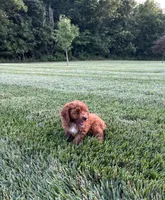 Blaze , a male Cavapoo for sale in Auburn, KY – 1 of 3
