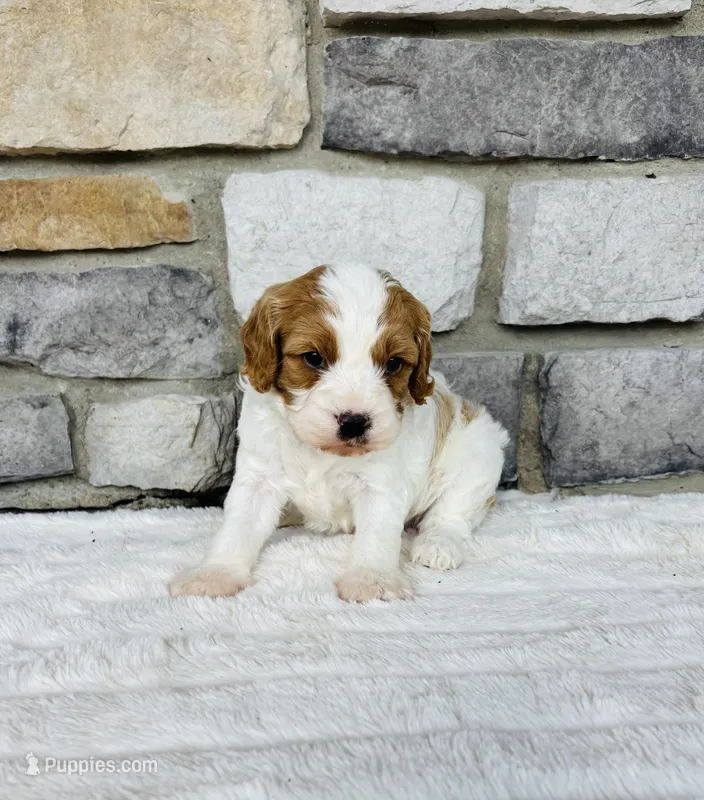 Bruno  – Cavapoo puppy for sale in Auburn, KY