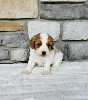 Bruno , a male Cavapoo for sale in Auburn, KY – 1 of 5
