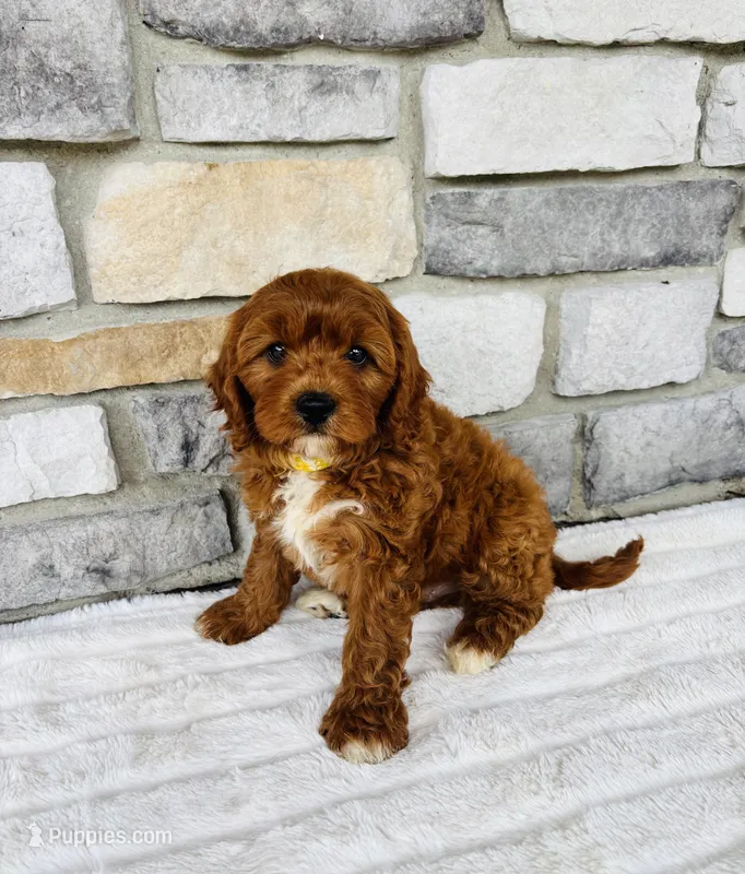 Blaze  – Cavapoo puppy for sale in Auburn, KY
