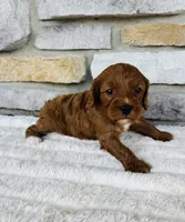 Blaze , a male Cavapoo for sale in Auburn, KY – 6 of 7