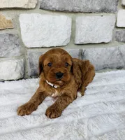 Ginger , a female Cavapoo for sale in Auburn, KY – 3 of 6