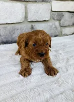 Ginger , a female Cavapoo for sale in Auburn, KY – 5 of 6