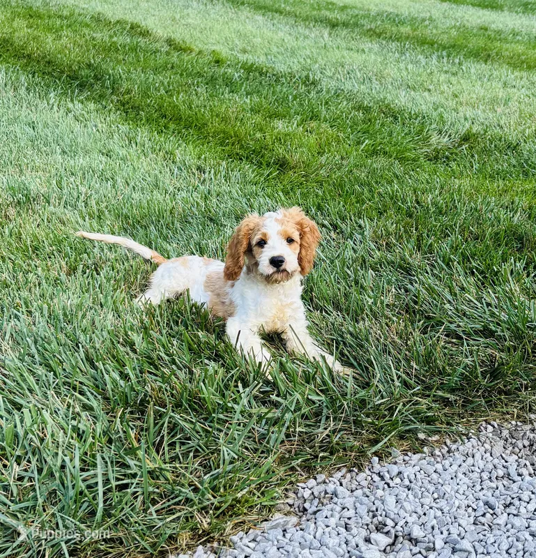 Bruno  – Cavapoo puppy for sale in Auburn, KY