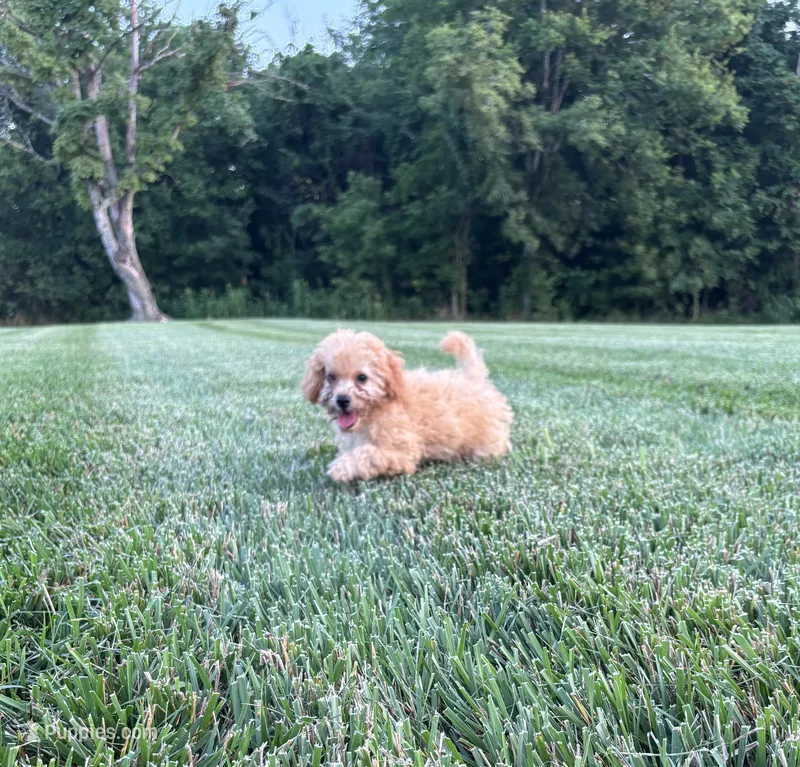 Finn – Bichpoo puppy for sale in Auburn, KY