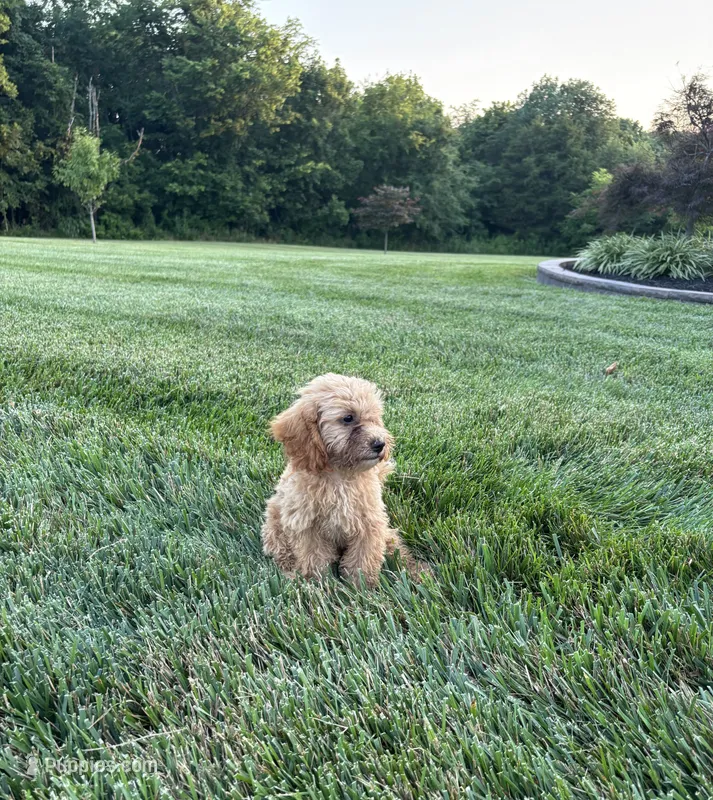 Bailey – Bichpoo puppy for sale in Auburn, KY