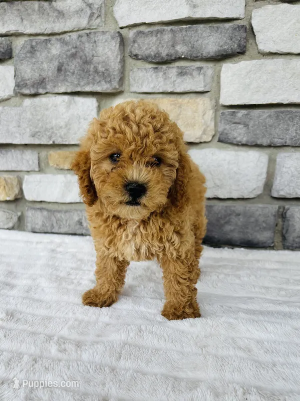 Bailey – Bichpoo puppy for sale in Auburn, KY