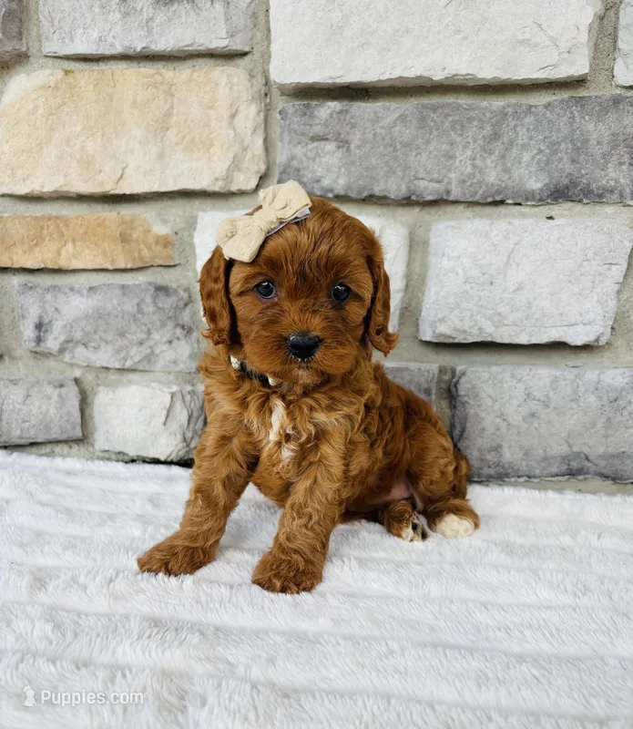 Ginger  – Cavapoo puppy for sale in Auburn, KY