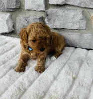 Cooper, a male Bichpoo for sale in Auburn, KY – Photo 4 of 4