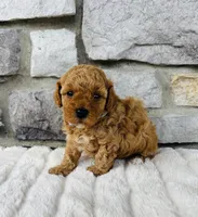 Cooper, a male Bichpoo for sale in Auburn, KY – Photo 3 of 4