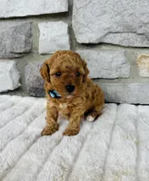 Cooper, a male Bichpoo for sale in Auburn, KY – Photo 1 of 4