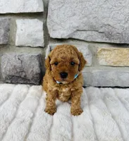 Cooper, a male Bichpoo for sale in Auburn, KY – Photo 2 of 4