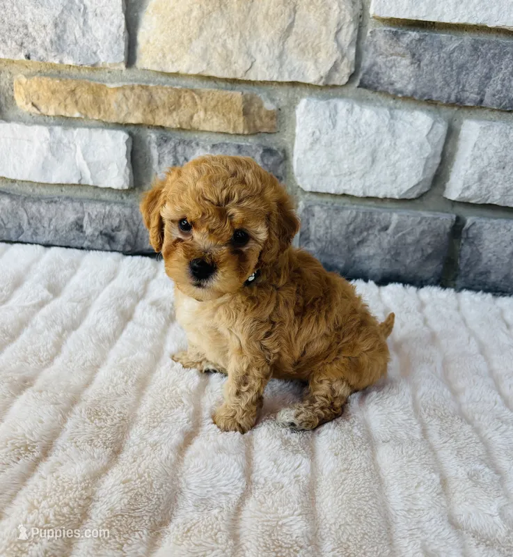 Finn – Bichpoo puppy for sale in Auburn, KY