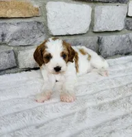 Lexi , a female Cavapoo for sale in Auburn, KY – 2 of 4