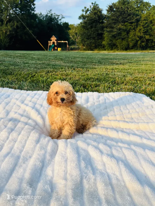 Finn – Bichpoo puppy for sale in Auburn, KY