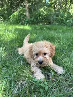 Finn, a male Bichpoo for sale in Auburn, KY – 3 of 3