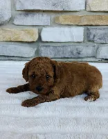 Ginger, a female Bichon Frise and Poodle - Miniature  for sale in Auburn, KY – Photo 2 of 3