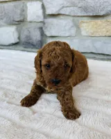 Ginger, a female Bichon Frise and Poodle - Miniature  for sale in Auburn, KY – Photo 3 of 3