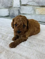 Ginger, a female Bichon Frise and Poodle - Miniature  for sale in Auburn, KY – Photo 1 of 3