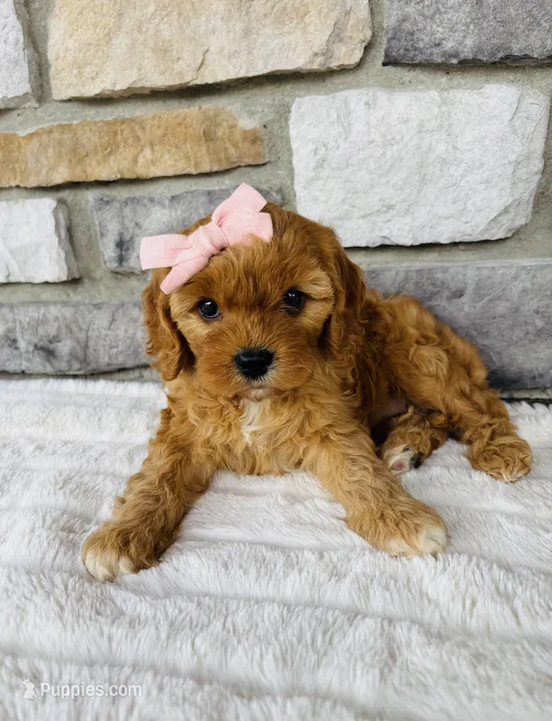 Skye – Cavapoo puppy for sale in Auburn, KY