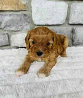 Skye, a female Cavapoo for sale in Auburn, KY – 5 of 6