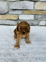 Skye, a female Cavapoo for sale in Auburn, KY – 3 of 6