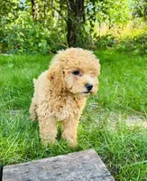 Bailey, a male Bichpoo for sale in Auburn, KY – 2 of 2