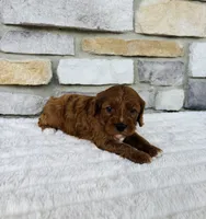 Blaze , a male Cavapoo for sale in Auburn, KY – 5 of 7