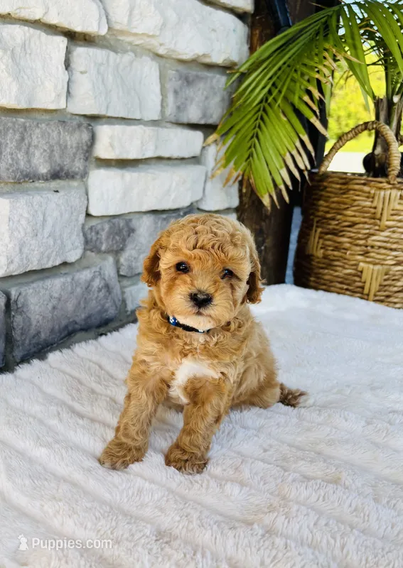 Kobe – Bichpoo puppy for sale in Auburn, KY