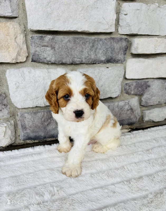 Bruno  – Cavapoo puppy for sale in Auburn, KY