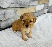 Finn, a male Bichpoo for sale in Auburn, KY – Photo 3 of 8