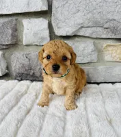 Finn, a male Bichpoo for sale in Auburn, KY – Photo 7 of 8