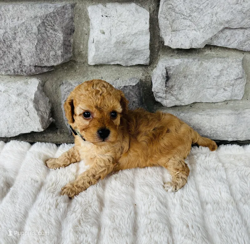 Finn – Bichpoo puppy for sale in Auburn, KY