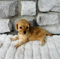 Finn, a male Bichpoo for sale in Auburn, KY – Photo 1 of 8