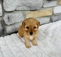 Finn, a male Bichpoo for sale in Auburn, KY – Photo 2 of 8