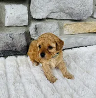 Finn, a male Bichpoo for sale in Auburn, KY – Photo 4 of 8
