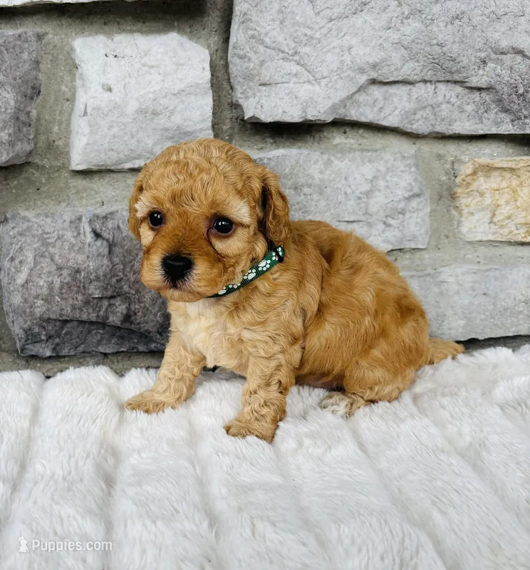Finn – Bichpoo puppy for sale in Auburn, KY