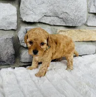 Finn, a male Bichpoo for sale in Auburn, KY – Photo 5 of 8