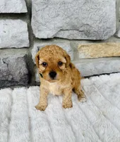 Finn, a male Bichpoo for sale in Auburn, KY – Photo 8 of 8