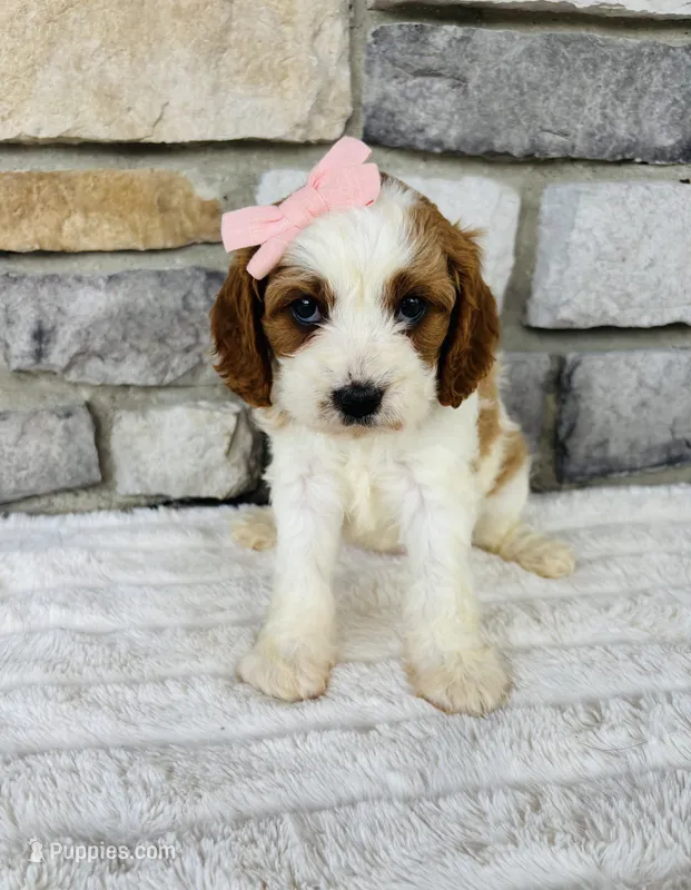 Lexi  – Cavapoo puppy for sale in Auburn, KY