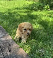 Finn, a male Bichpoo for sale in Auburn, KY – 2 of 3