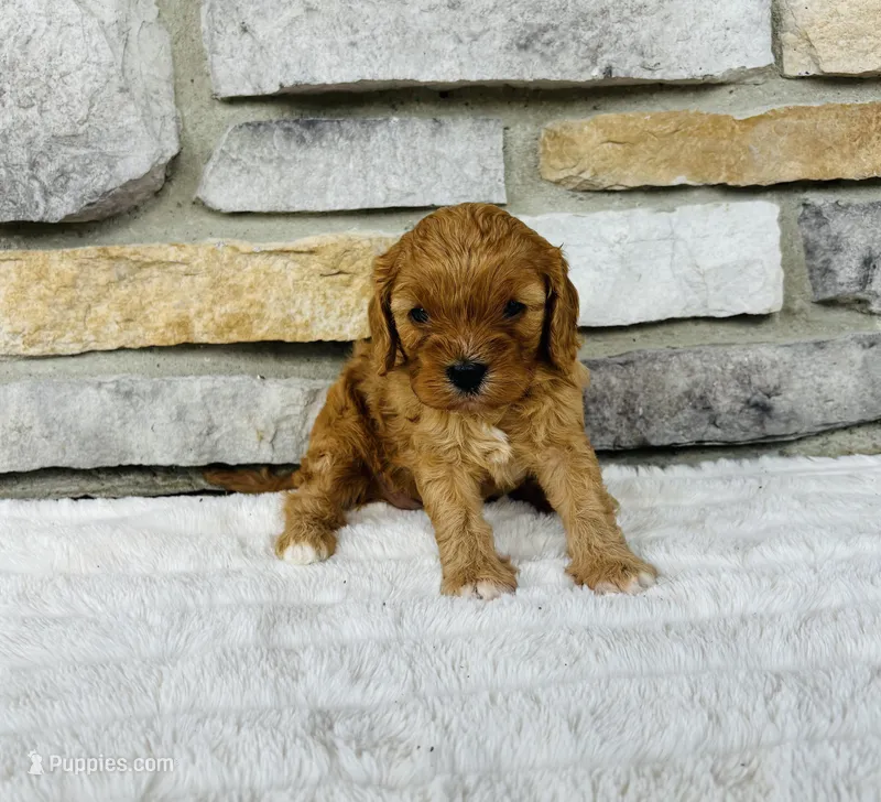 Skye – Cavapoo puppy for sale in Auburn, KY