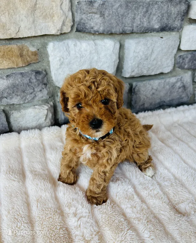 Cooper – Bichpoo puppy for sale in Auburn, KY