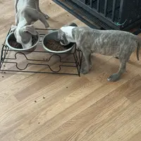 Beauty, a male American Pit Bull Terrier for sale in Waterbury, CT – 2 of 2