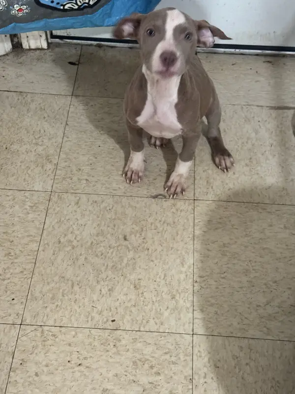 Beauty – American Pit Bull Terrier puppy for sale in Waterbury, CT