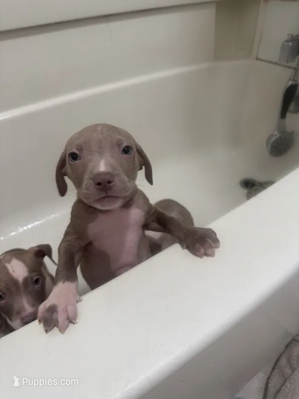 Baby Love – American Pit Bull Terrier puppy for sale in Waterbury, CT