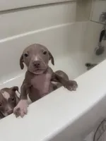 Baby Love, a male American Pit Bull Terrier for sale in Waterbury, CT – 1 of 1