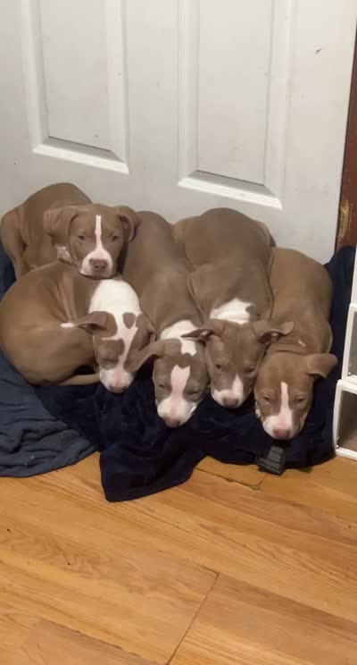 Baby, a male American Pit Bull Terrier for sale in Waterbury, CT – 1 of 1